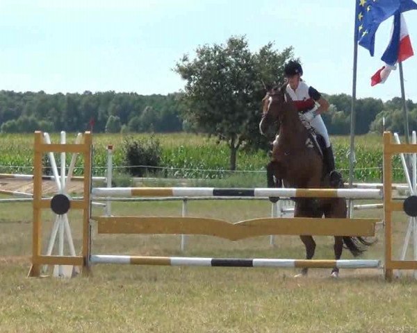 Trakehnerhof Valluhn Vielseitigkeitsturnier
03.-04.08.2013 02 Vielseitigkeitsprüfung KL. L - Springen

