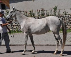 broodmare Ezgermek (Akhal-Teke, 2002, from Orlan)