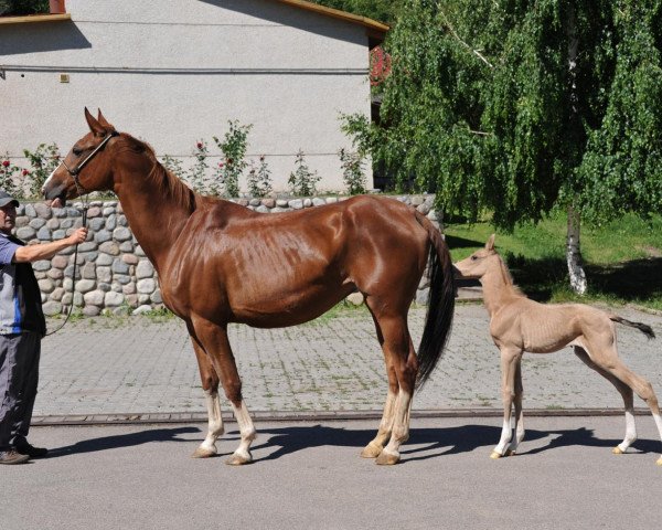 Zuchtstute Khadisha (Achal Tekkiner, 2007, von Khorezm)