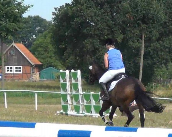 Trakehnerhof Valluhn Vielseitigkeitsturnier
03.-04.08.2013 01 Vielseitigkeitsprüfung KL. A** - Springen
