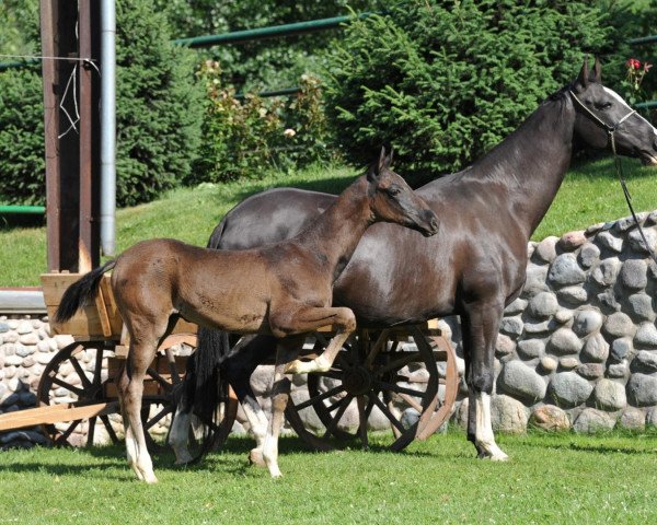 broodmare Tatyana Tekinskaya (Akhal-Teke, 2002, from Dorogoy)