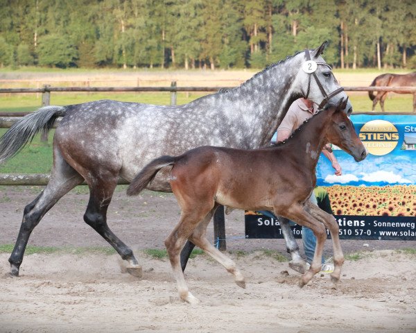 Zuchtstute V-Cleopatra-B (Holsteiner, 2005, von Colman)