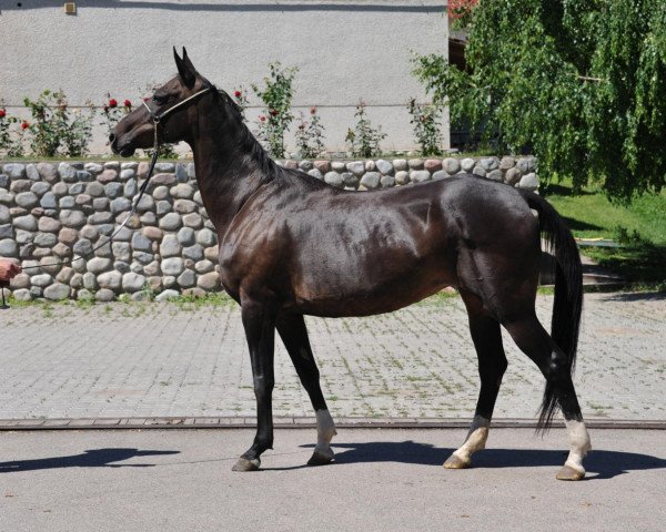 broodmare Soltan (Akhal-Teke, 2000, from Gayduvsiz)