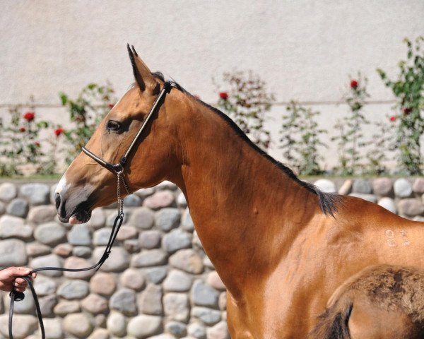 broodmare Sargassa 3 (Akhal-Teke, 2003, from Adat)