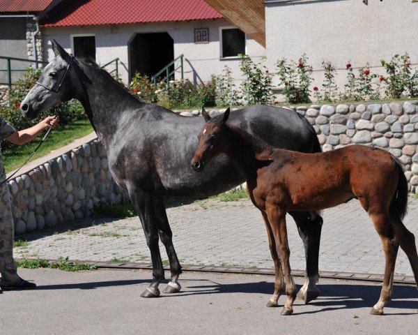 Zuchtstute Paleya (Achal Tekkiner, 2004, von Alada)