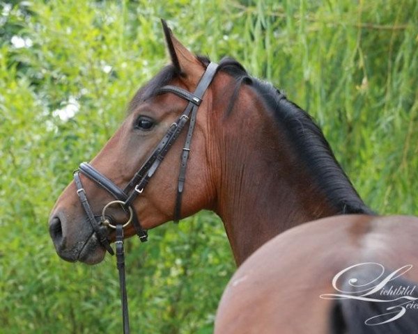 horse Vangelis B (Westphalian, 2008, from Capilano)