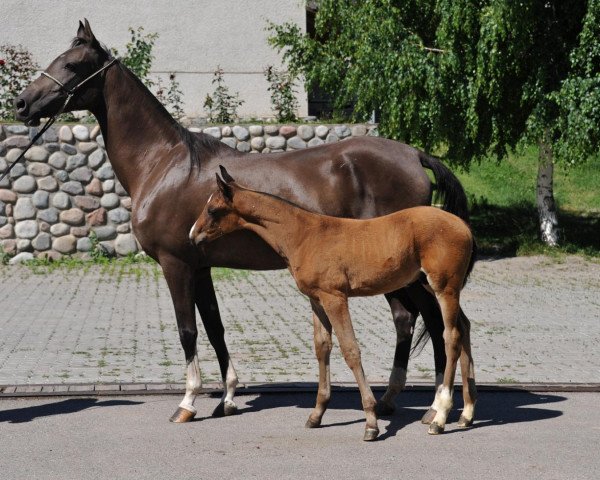 Zuchtstute Maslina (Achal Tekkiner, 2006, von Serasker)