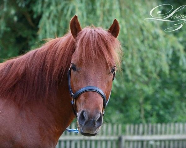horse Fritzi B (German Riding Pony, 2010)