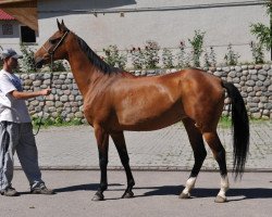 broodmare Margush (Akhal-Teke, 2002, from Mangyt)