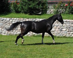 broodmare Magshuk (Akhal-Teke, 2004, from Alada)