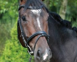 horse Wotan BL (Hanoverian, 2009, from Warkant)