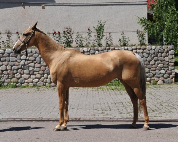 Zuchtstute Loza (Achal Tekkiner, 2000, von Polot)