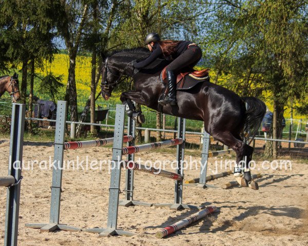 Springpferd Elround (Westfale, 2008, von El Bundy)