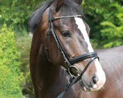 jumper Loki-B (Holsteiner, 2008, from Böckmanns Lazio)