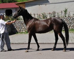 Zuchtstute Gelana (Achal Tekkiner, 2000, von Khutor)