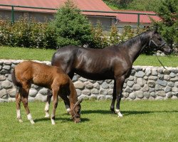 broodmare Garcha (Akhal-Teke, 2004, from Akhtar)