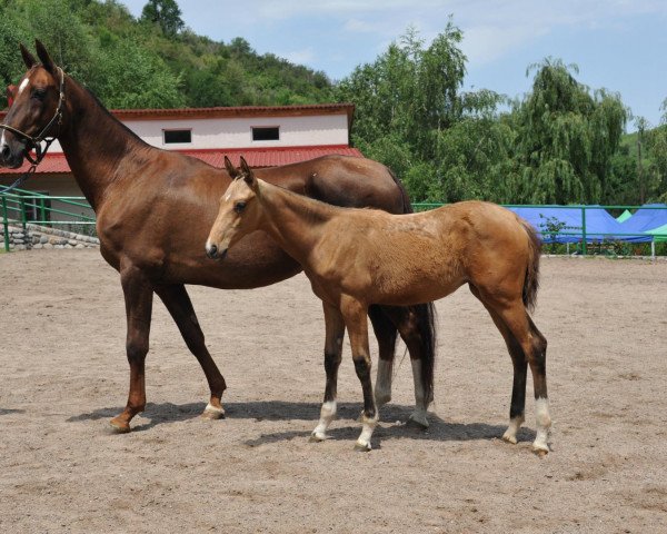 broodmare Antika (Akhal-Teke, 2000, from Polot)