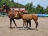 broodmare Antika (Akhal-Teke, 2000, from Polot)