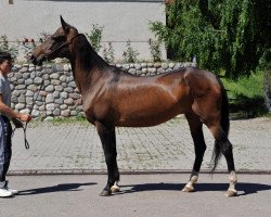 broodmare Angara (Akhal-Teke, 2000, from Arguvan 5)