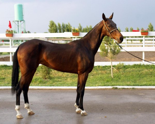 broodmare Aysulu (Akhal-Teke, 2009, from Keppan)