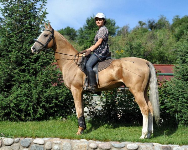 stallion Khorezm (Akhal-Teke, 2000, from Khutor)