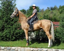 stallion Khorezm (Akhal-Teke, 2000, from Khutor)