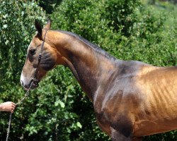 stallion Makhmud (Akhal-Teke, 2005, from Madzakhed)