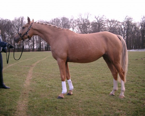 Zuchtstute Wamena (Deutsches Reitpony, 2008, von Narrator)