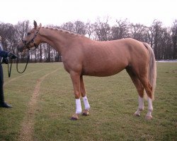 broodmare Wamena (German Riding Pony, 2008, from Narrator)