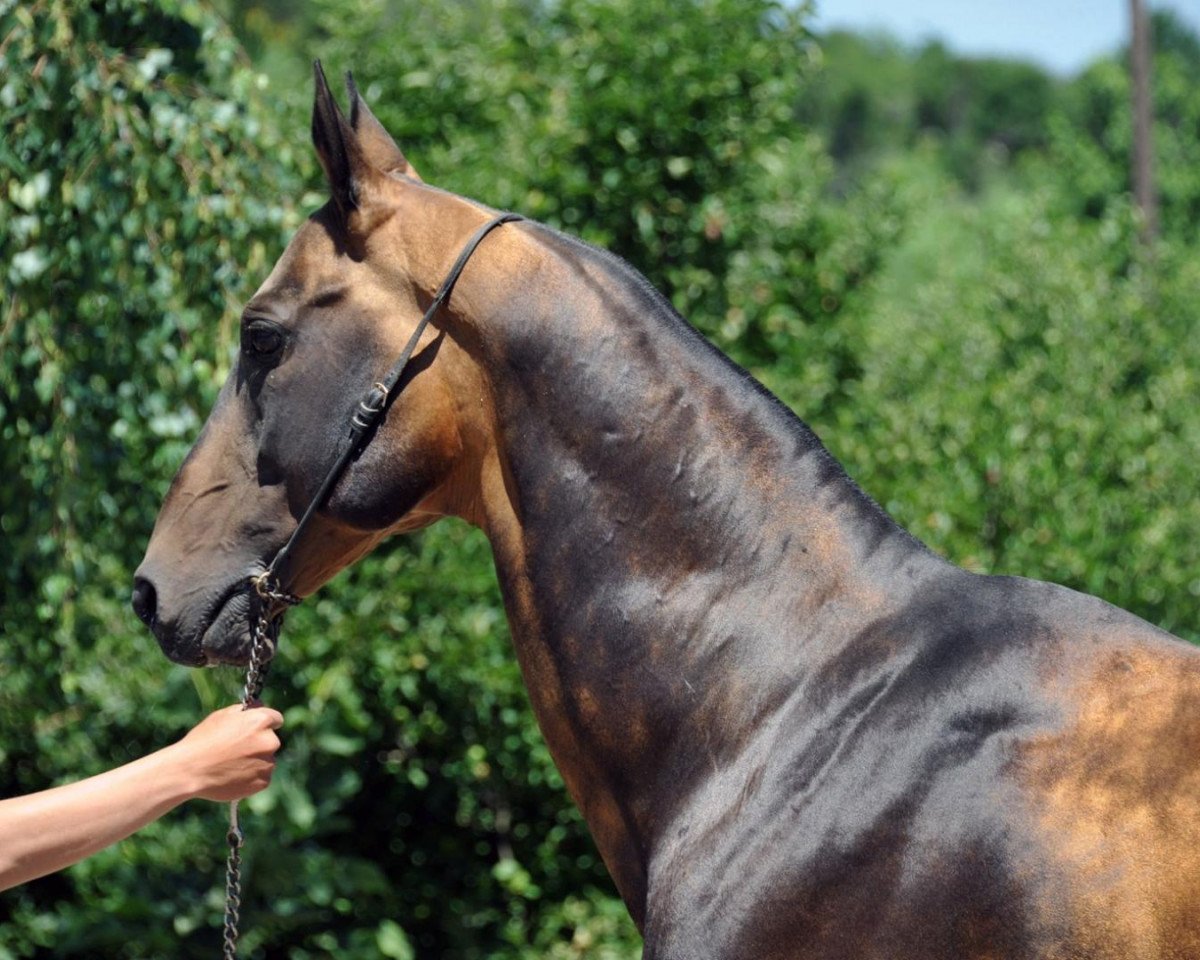stallion Ailazat (Akhal-Teke, 1998, from Alaman)