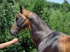 stallion Ailazat (Akhal-Teke, 1998, from Alaman)