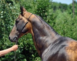 stallion Ailazat (Akhal-Teke, 1998, from Alaman)