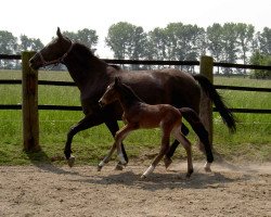 broodmare Publicetie (Westphalian, 1992, from Polydor)