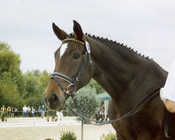 broodmare Rocca R (Holsteiner, 1991, from Romino)