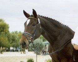 Zuchtstute Rocca R (Holsteiner, 1991, von Romino)