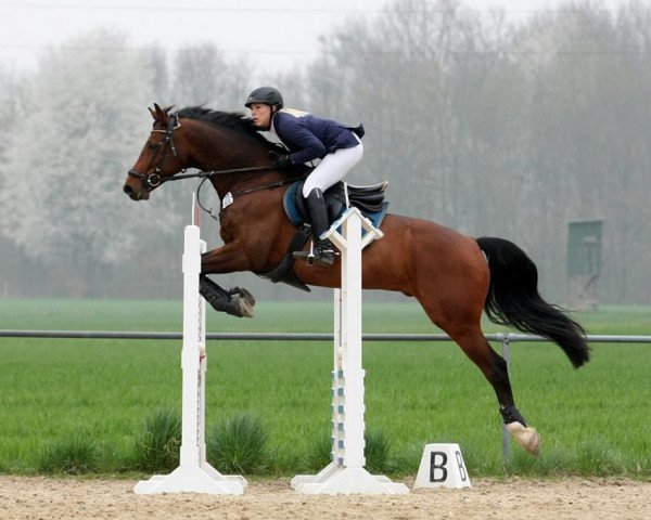 Springpferd Carsino 2 (Slowakisches Warmblut, 2004, von Carismo II 123 FIN)