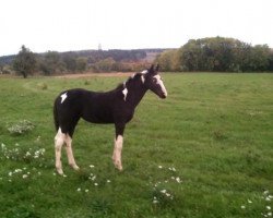 broodmare Jenůfa (Westphalian, 2013, from James Bond)