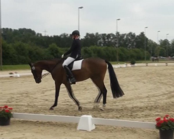 Video of Sir Antonio 2, Amore Argentina