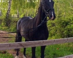 horse Dark Angel 29 (Hanoverian, 2001, from Don Bosco)