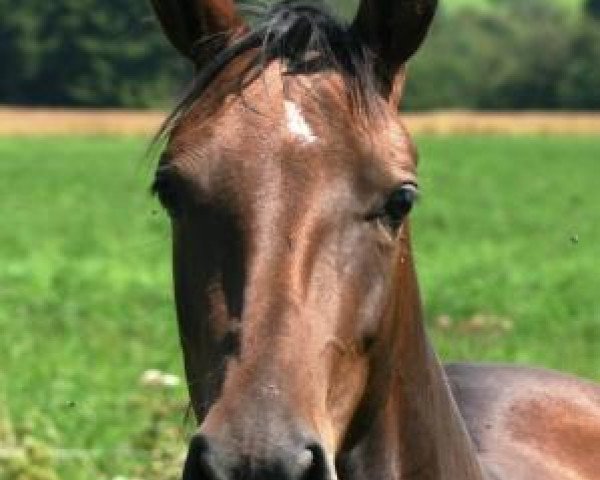 horse Guldeste Gul (Akhal-Teke, 2007, from Sugun)