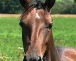 horse Guldeste Gul (Akhal-Teke, 2007, from Sugun)