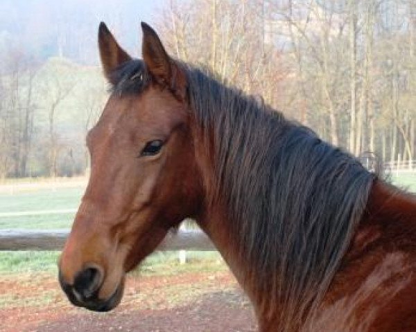 horse Amu Darya VK (Akhal-Teke, 2003, from Sugun)