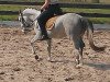 jumper Curious Champion (German Riding Pony, 2010, from FS Cover Boy)