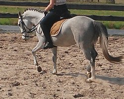 Springpferd Curious Champion (Deutsches Reitpony, 2010, von FS Cover Boy)