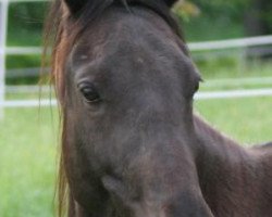 horse Antalya (Akhal-Teke, 2005, from Gorlik)