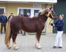 Pferd Ferrero (Schleswiger Kaltblut, 2011, von Valentin-Herkules)