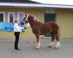 Deckhengst Outrup Frede (Schleswiger Kaltblut, 2011, von Torsballig)