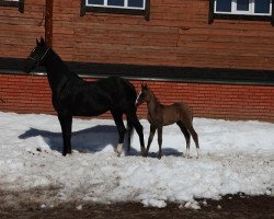 horse Sjuimyk-Shah (Akhal-Teke, 2013, from Salamat-Shah)