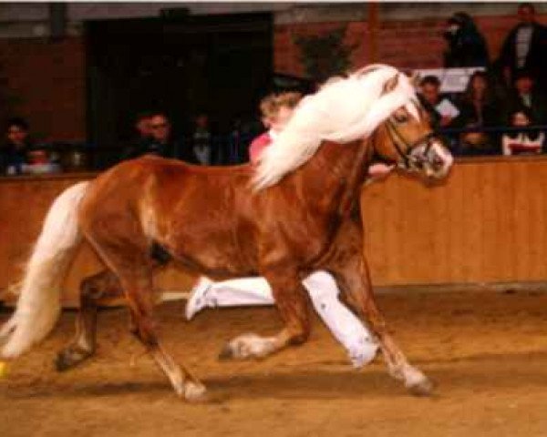 stallion Apiko (15,63% ox) (Edelbluthaflinger, 1987, from Applaus)