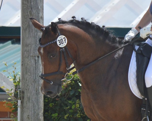 dressage horse Faramir-Shadow (German Riding Pony, 2010)